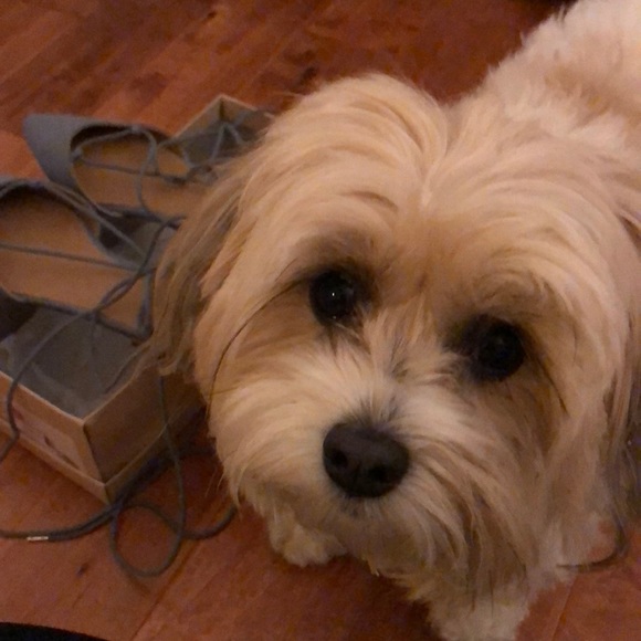 Mossimo ice blue lace up ballet flats - Picture 4 of 5